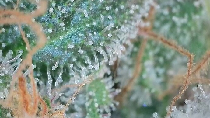 Growreport Bild 52