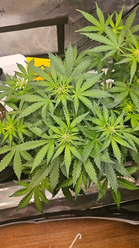 Growreport Bild 33