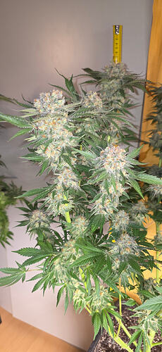 Growreport Bild 46
