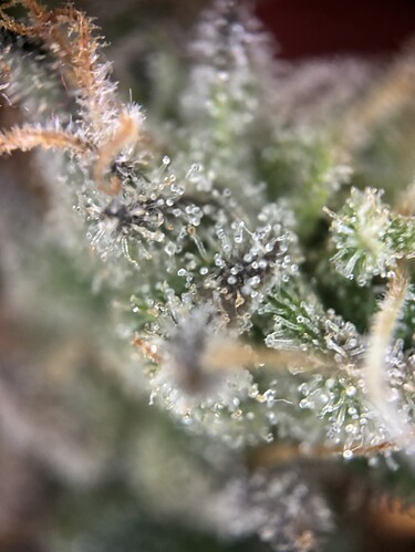 Growreport Bild 78
