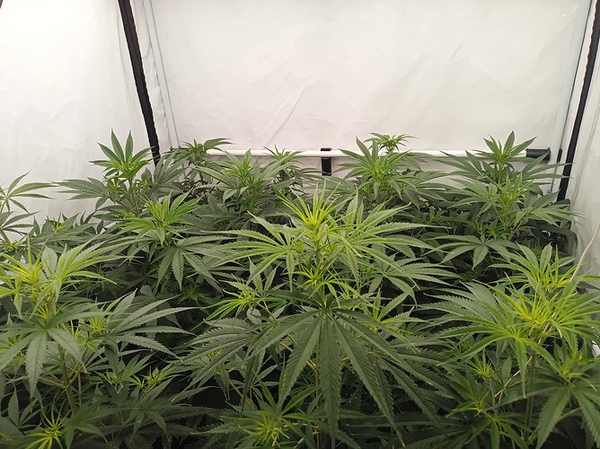 Growreport Bild 4