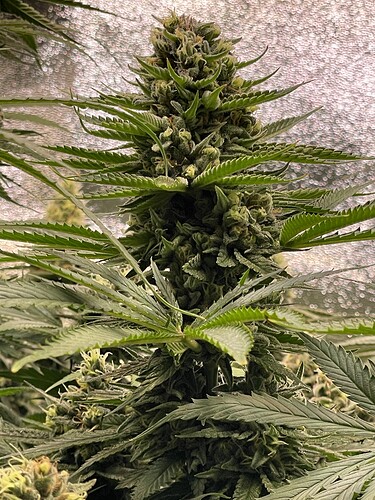 Growreport Bild 6