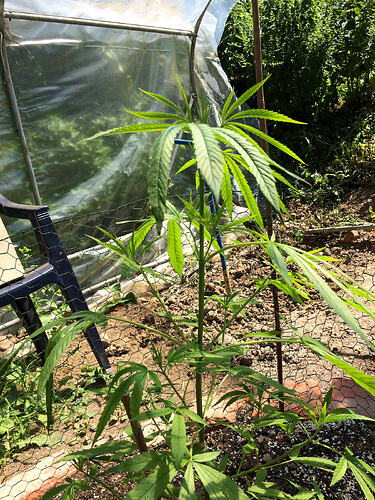 Grow26071110