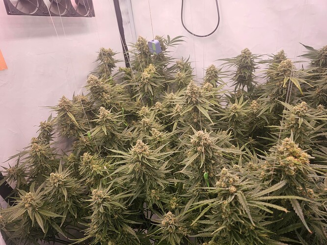 Growreport Bild 1