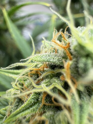 Growreport Bild 26