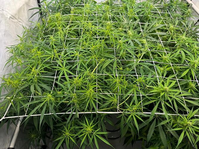Growreport Bild 4