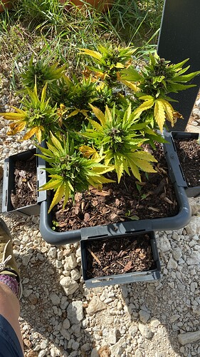 Growreport Bild 3