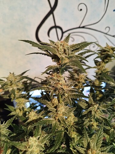 Growreport Bild 4