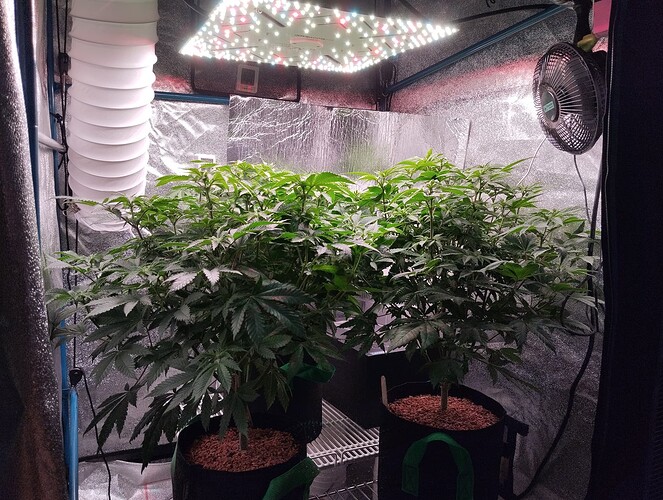 IMG_20250120_205128 - Kopie