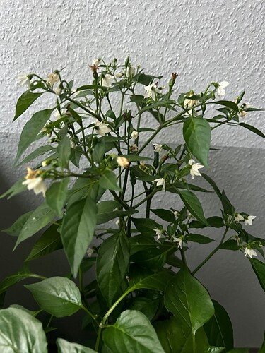 Growreport Bild 19