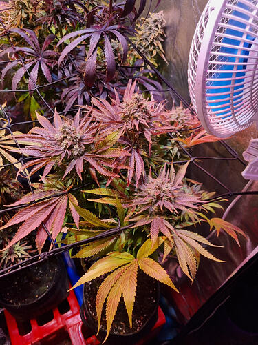 Mehrere blühende Cannabispflanzen mit violetten und gelben Blättern, einige mit sichtbaren Blütenständen. Ein Ventilator ist im oberen rechten Bereich des Bildes zu sehen.