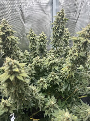 Growreport Bild 4