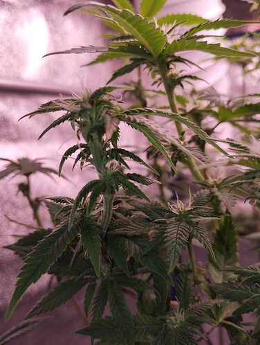 IMG_20250126_205417 - Kopie