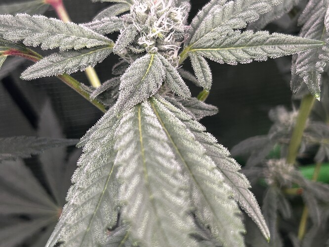 Growreport Bild 9