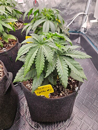 Growreport Bild 9