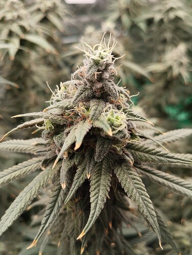 Growreport Bild 10