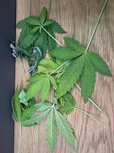 Growreport Bild 7