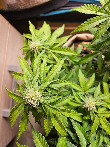 Growreport Bild 69
