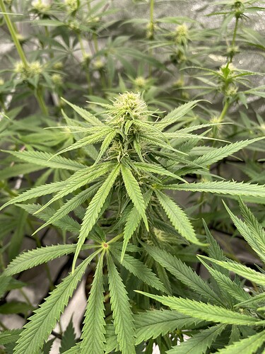 Growreport Bild 18