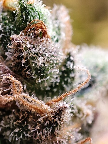 Growreport Bild 87