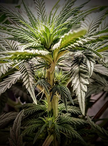 IMG_20250319_165234_1~2