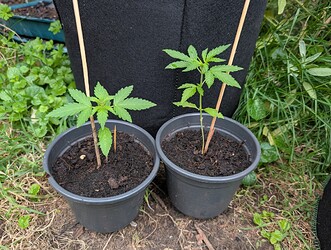 PXL_20250706_053105125