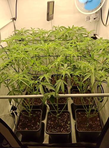 Growreport Bild 2