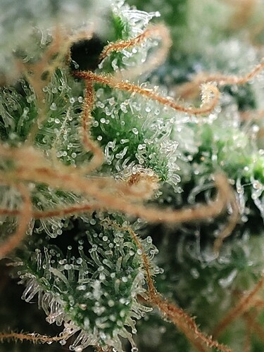Growreport Bild 66
