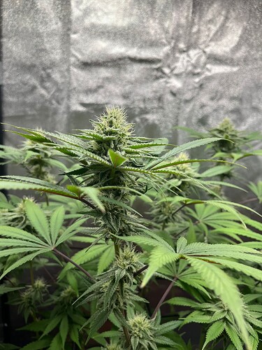 Growreport Bild 8