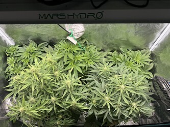 Growreport Bild 1