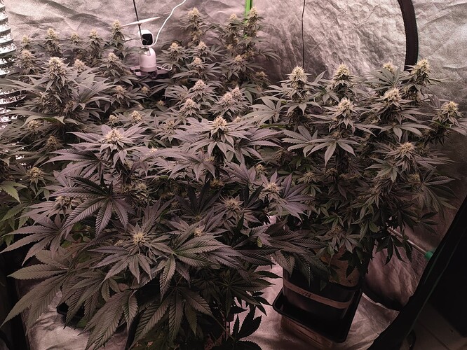 Growreport Bild 103