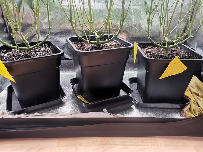 Growreport Bild 7