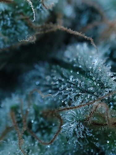 Growreport Bild 114