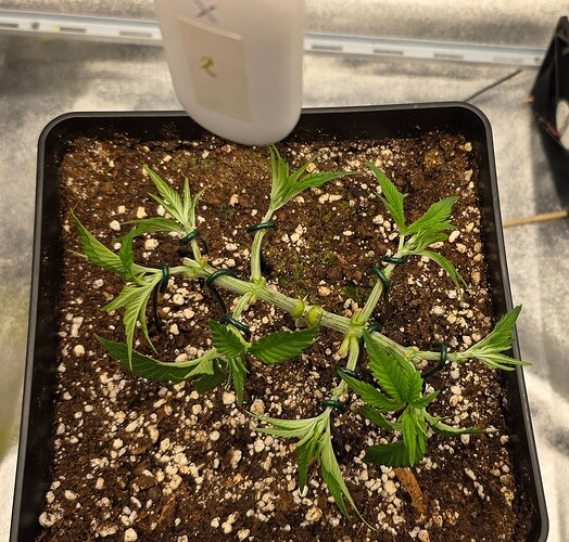 17603002759744255629094842659387