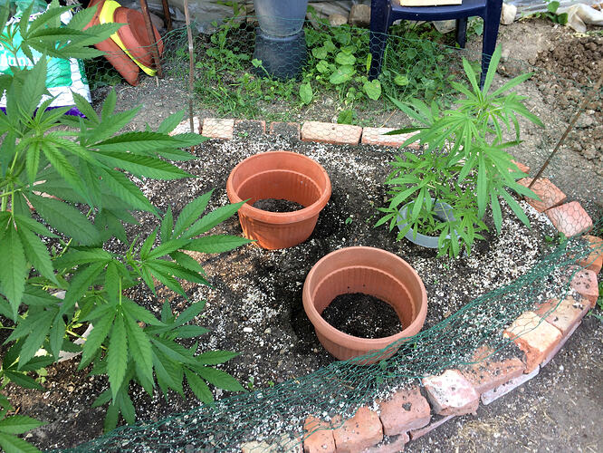 Grow26071009