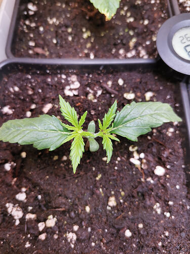 Lucky Hemp LT11 (1)