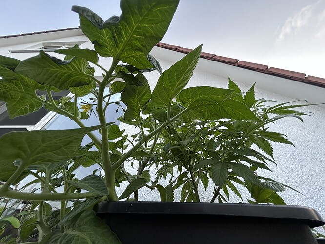 Growreport Bild 4