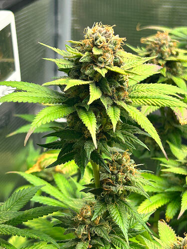 Growreport Bild 23