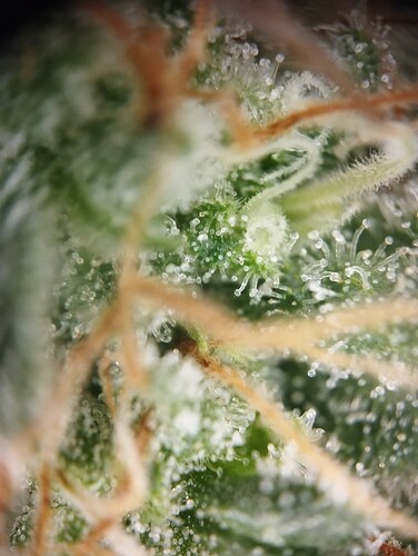 IMG_20250303_163553 - Kopie