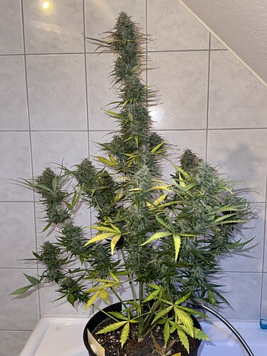 Growreport Bild 36