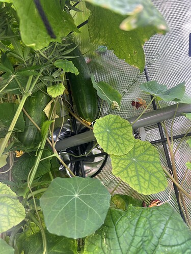 Growreport Bild 32