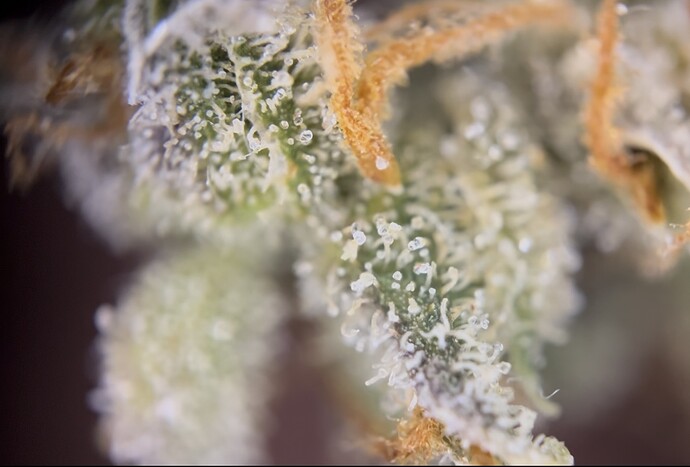 Growreport Bild 36