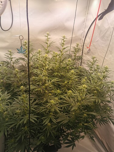 Growreport Bild 4