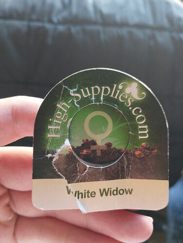 17723660756175419270573701737557