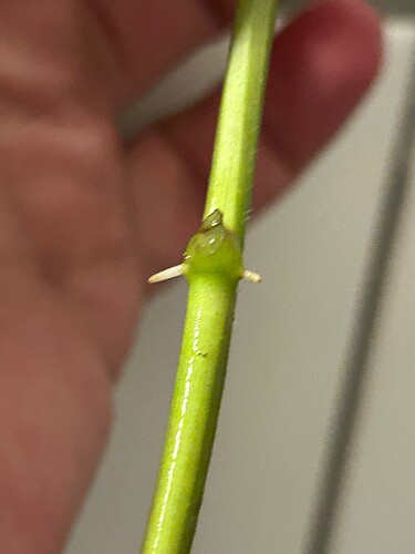 Growreport Bild 1