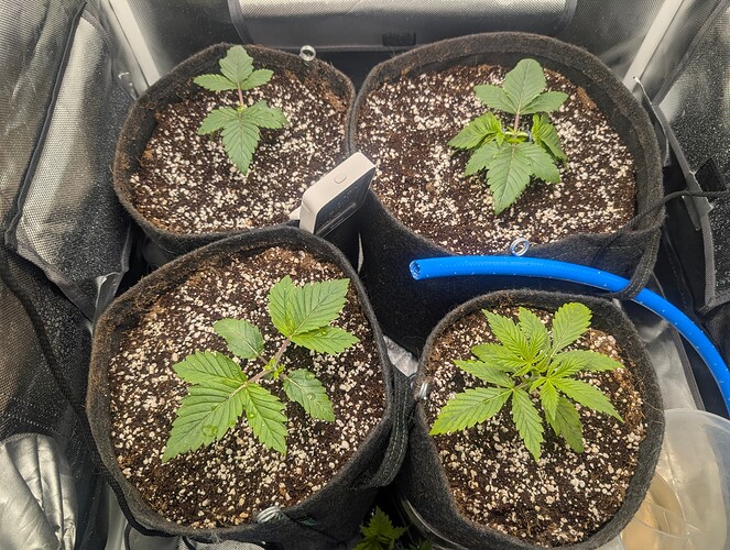 Growreport Bild 1