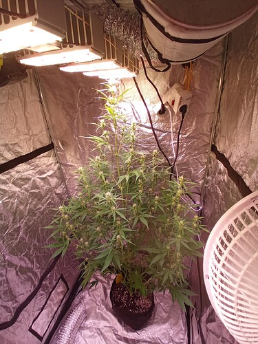 IMG_20240502_110445_494