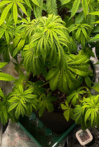 Growreport Bild 31