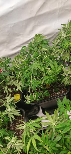 Growreport Bild 12