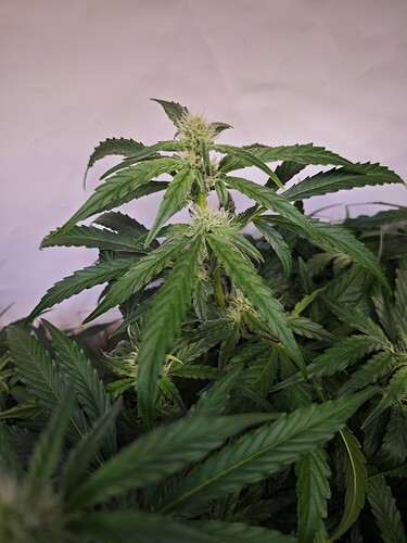 MVIMG_20251028_175632